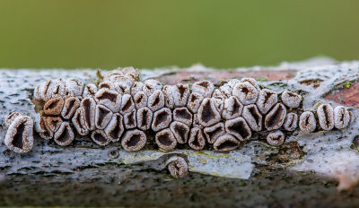 Takbekertje - Velutarina rufoolivacea