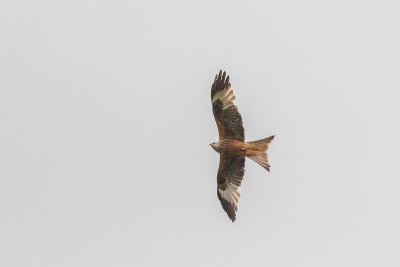 Rode wouw - Milvus milvus