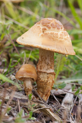 Vroege leemhoed - Agrocybe praecox