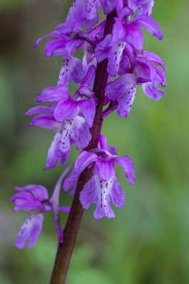 Mannetjesorchis - Orchis mascula