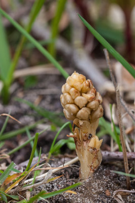 Vogelnestje - Neottia nidus-avis