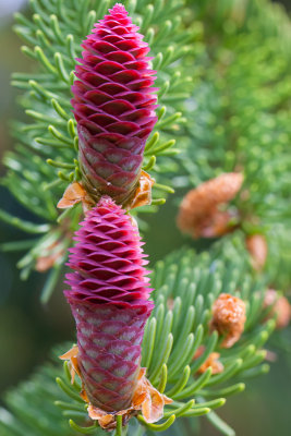 Sitkaspar - Picea sitchensis