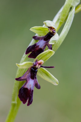 Vliegenorchis - Ophrys insectiferaE