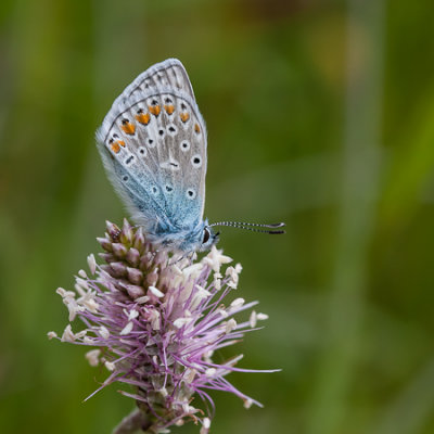 Icarusblauwtje - Polyommatus icarus