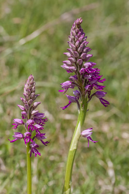 Poppenorchis x Soldaatje