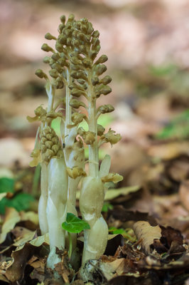 Vogelnestje - Neottia nidus-avis