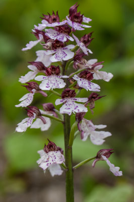 Purperorchis - Orchis purpurea