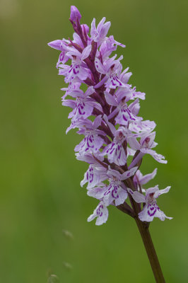 Gevlekte orchis 