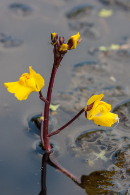 Blaasjeskruid - Utricularia sp