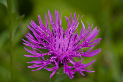 Grote centaurie - Centaurea scabiosa