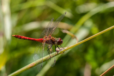 Bloedrode heidelibel - Sympetrum sanguineum