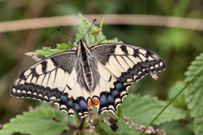 Koninginnenpage - Papillio machaon 