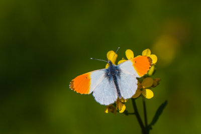 Oranjetipje - Anthocharis cardamines