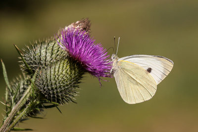 Groot koolwitje - Pieris brassicae