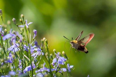 Glasvleugelpijlstaart - Hemaris fuciformis