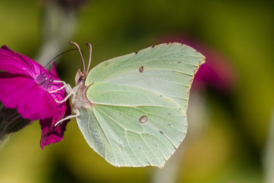 Citroenvlinder - Gonepteryx rhamni