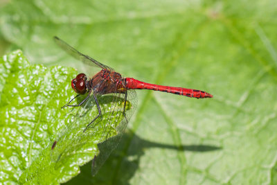 Bloedrode heidelibel - Sympetrum sanguineum