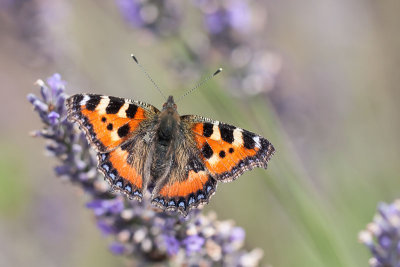 Kleine vos - Aglais urticae