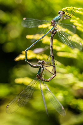 Houtpantserjuffer - Lestes viridis