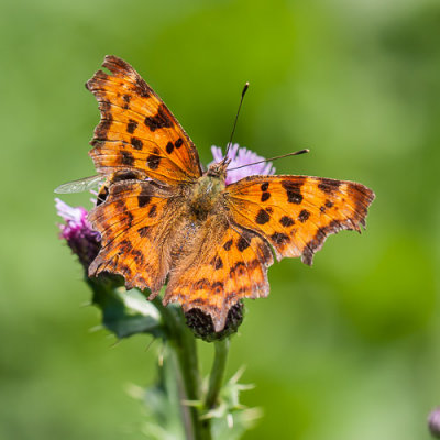 Gehakkelde aurelia - Polygonia c-album