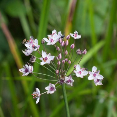 Zwanebloem - Butomus umbellatus