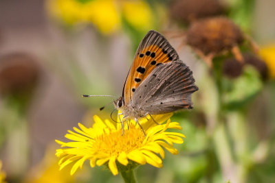 Kleine vuurvlinder