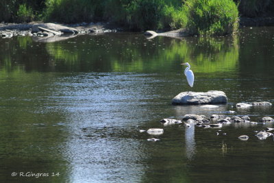 Une belle blanche au repos sur la rivière Etchemin dans une ambiance d'un très grand calme!
