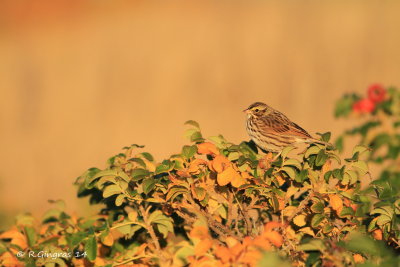 Bruant des prés - Savannah Sparrow