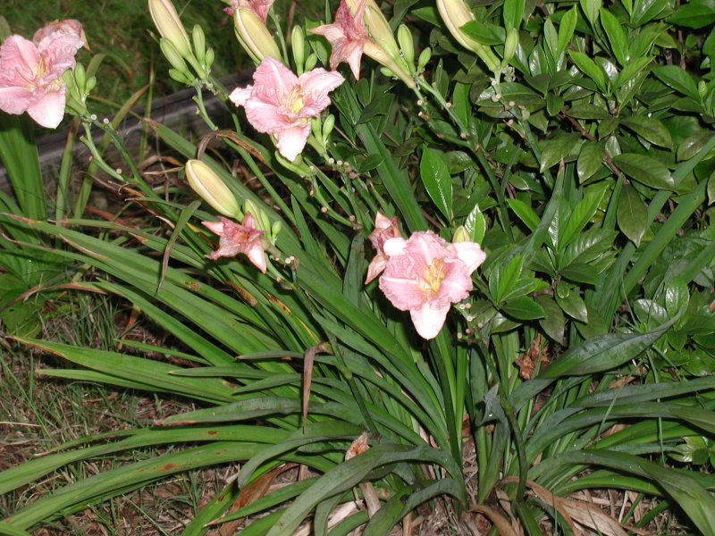 pink daylilies 6-23-04.jpg