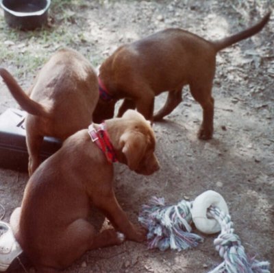 puppies 3 - 7-20-01.jpg