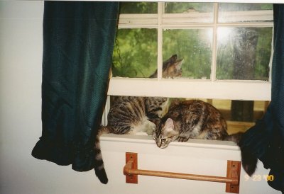 Angel & petal looking out.jpg