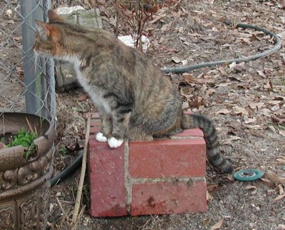 Angel checks out the dogs yard 3-13-05.jpg