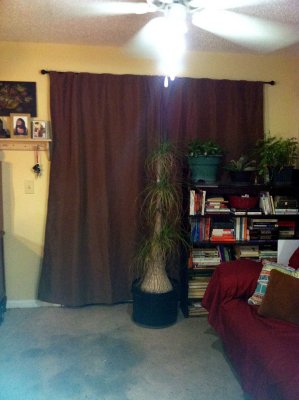 den - carpet cleaning SOON.jpg