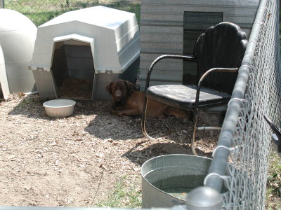 Labs Grew Up - but their nickname stayed