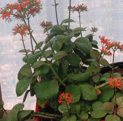 Kalanchoe blooms 2-20-05.jpg