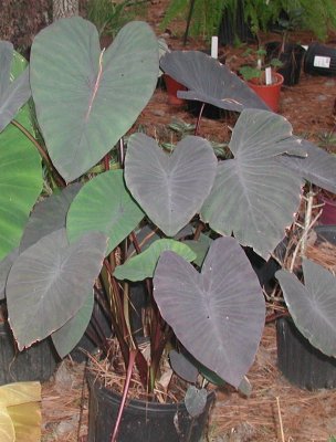 black elephant ears.jpg