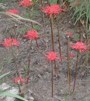 spider lily clump.jpg