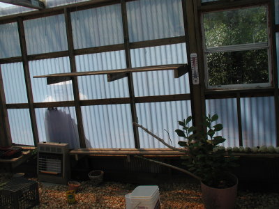 greenhouse shelves.jpg