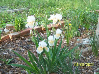 2011 Plants - looked pretty rough b/c of back