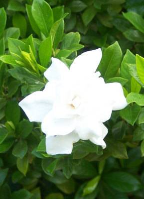 Gardenia 2.jpg