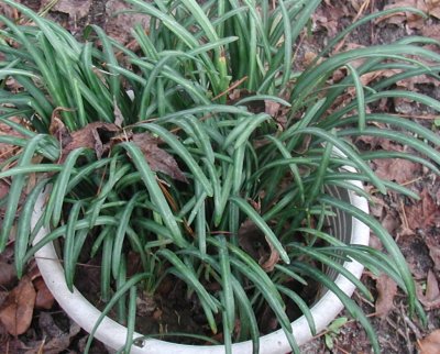 pot of spider lily bulbs 11-29-04.jpg