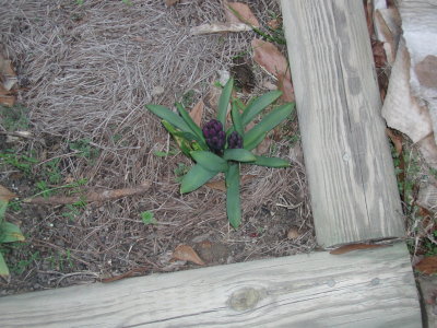 dark purple hyacinth 2.jpg