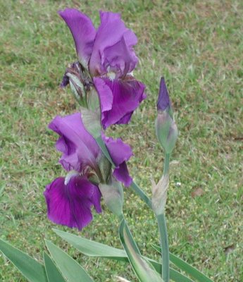 dark purple iris.jpg