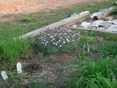 dianthus.jpg