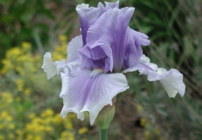 lavender and white iris.jpg