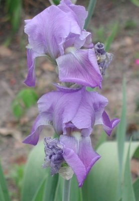 lavender iris.jpg