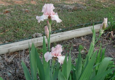 light pink iris 1.jpg