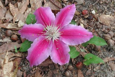 nelly moser clematis.jpg