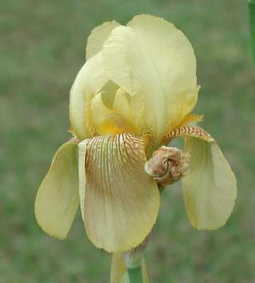 old-fashioned yellow iris.jpg