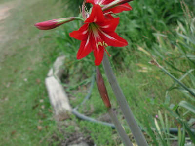 red w thin white amaryllis.jpg
